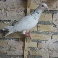 ۵تا کفتر المانی و کلاغ کربلایی