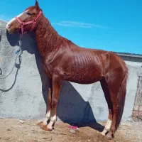 اسب|اسب و تجهیزات اسب‌سواری|قوچان, |دیوار