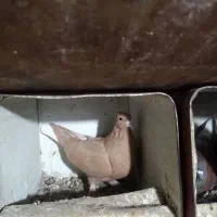 نر وماده زرد دم سفید و سینه سیاه