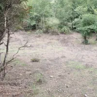 ۱۰۰۰متر زمین جیرمحله طالکوه جنگلی|فروش زمین و ملک کلنگی|برهسر, |دیوار