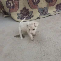 یه دونه توله پاکوتاه ماده|سگ|کرمانشاه, |دیوار