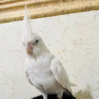 عروس هلندی|پرنده|رامهرمز, |دیوار