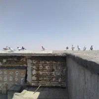 50تا ماده زدوخوردی|پرنده|مشهد, توس فردوسی|دیوار