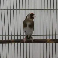 سهره ماده کارداده