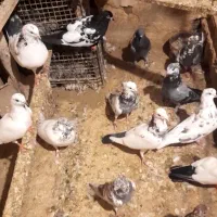 کفتر|پرنده|قم, هفت تیر|دیوار