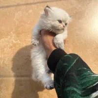 بریتیش سیلور کد رنگی دار