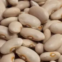 لوبیاکشاورزی درجه یک