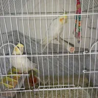 عروس|پرنده|اهر, |دیوار