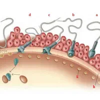 تدریس زیست شناسی کنکوری و تقویتی|خدمات آموزشی|کرج, فاز ۳ گوهردشت|دیوار