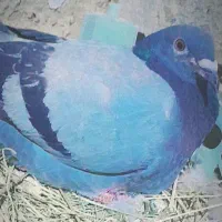 2000|پرنده|هیرمند, |دیوار