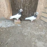 کبوتر|پرنده|میاندوآب, |دیوار