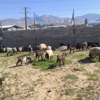 12راس بز خارجی با بزغاله درجه یک