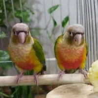 فروش گرینچیک دبل رد فکتور دستی و مولد|پرنده|قدس, شهرقدس|دیوار