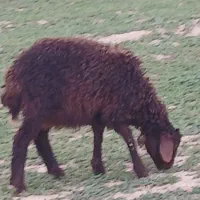 بره همو