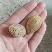 فروش بادام تلخ