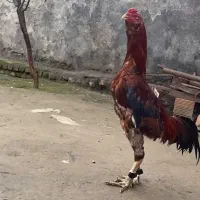 خروس لاری مغول