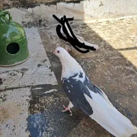 نر دوکت سیاه (جوتشان رش) نوک ریز