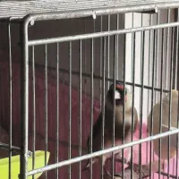 سهره ماده دو ساله