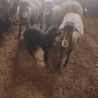 ۱۲راس میش وبره وآبستن