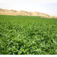 فروش یونجه کوبیده