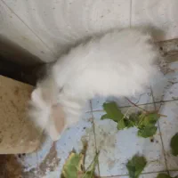 واگذاری خرگوش