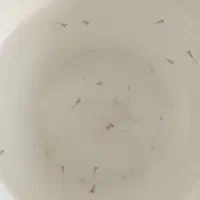 ماهی|ماهی|اردبیل, |دیوار