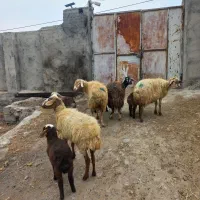 ۴عددگوسفندجوان بره دار