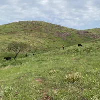 اسب و مادیان تعدادی اسب پیداشده