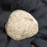 سنگ فسیلی قیمتی