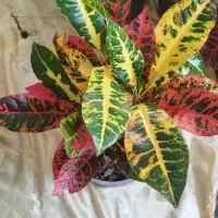 گل و گیاه|گل و گیاه طبیعی|مراغه, |دیوار