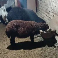 بره نر افشار