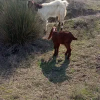 6تا بزو6تا بزغاله فروشی