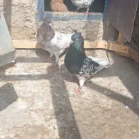 یه جفت کبوتر کله سیاه هیکل خوشتیپ