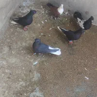 پرنده
