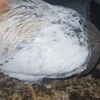خروس جوان 7ماهه...گودزیلا.خوش صدا