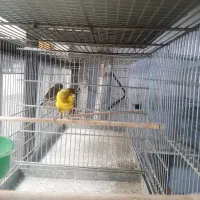 تعدادی قناری نر بخون|پرنده|فردیس, شهرک شهید حسینی|دیوار