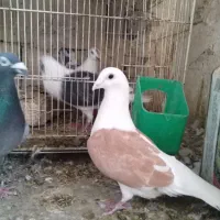 گراف زرد ماده وابلغ افغونی وجوجه آلمانی