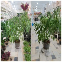 شفلرا آمستل برگ عبایی زاموفیلیا فیکوس استند پتوس|گل و گیاه طبیعی|قم, ولیعصر|دیوار