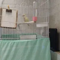 طوطی برزیلی با دوتا جوجه دو هفته ای|پرنده|پردیس, فاز ۴|دیوار