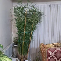 گل نخل مرداب