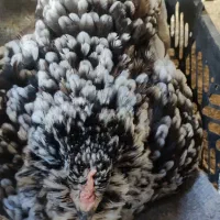 تخم مرغ نطفه دار گلین ریشی