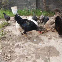 فروش جوجه و خروس اصل محلی