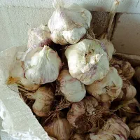 سیر تازه محلی