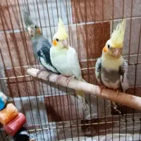 ۳ عدد عروس هلندی جوجه فروشی ...|پرنده|باقرشهر, |دیوار
