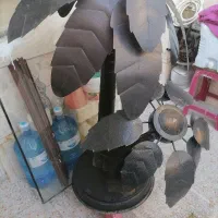 درختچه آهنی