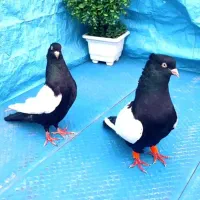 نروماده سینه سیاه چشم نوک سفید پرنده کفتر