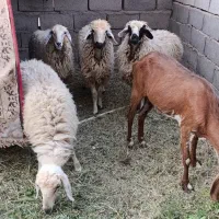 گوسفند بره کاور بز|حیوانات مزرعه|نرماشیر, |دیوار