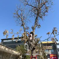 مشاوره باغبانی و درختکاری