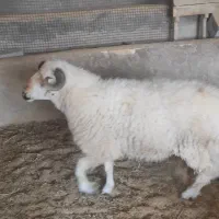 بره نر تخمی دورگ شیرازی از مادری لول مایه