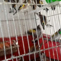 فروش سره صحرایی